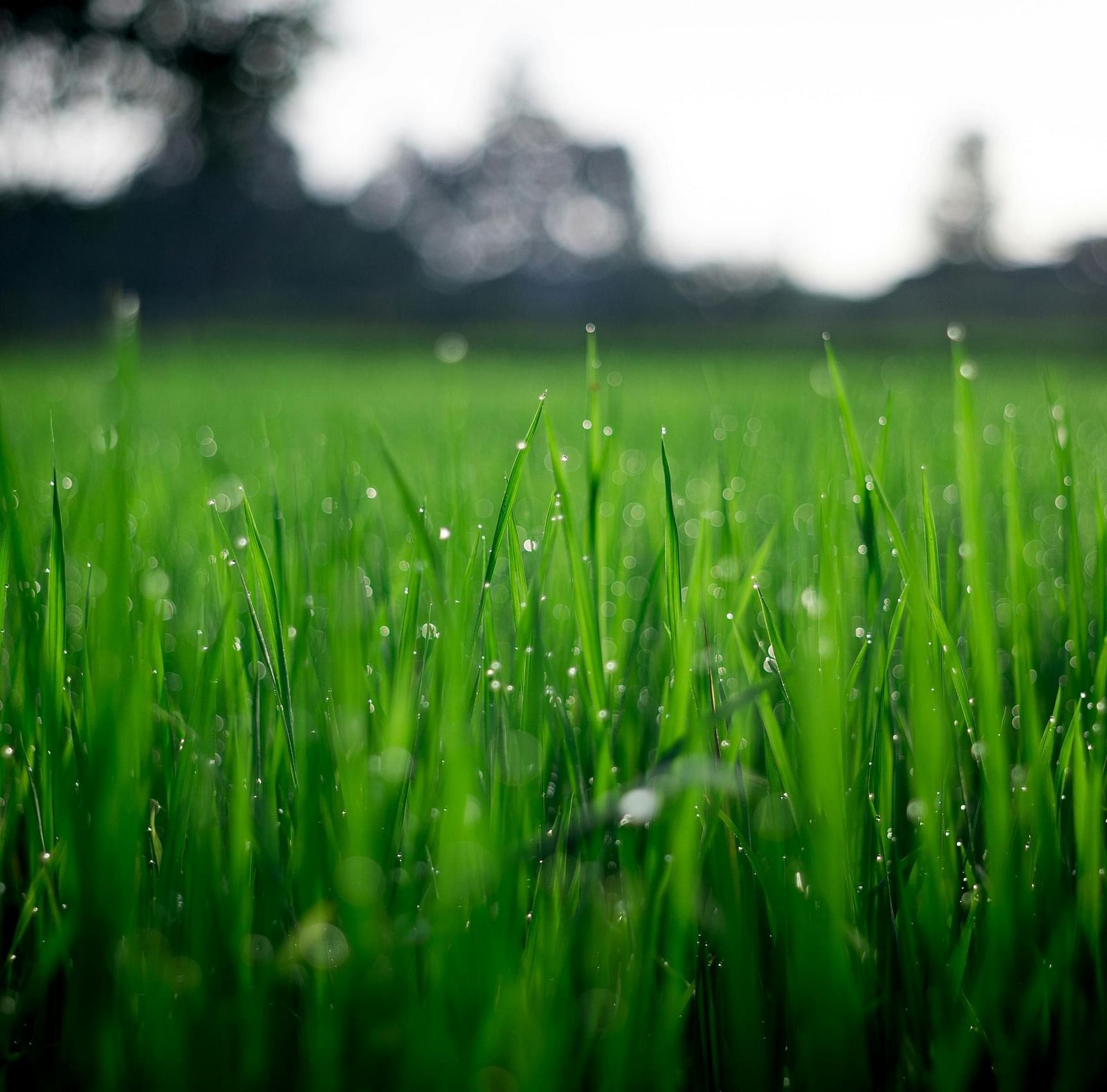 A close-up view of lush green grass with water droplets clinging to the blades.