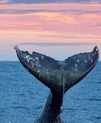 A whale's tail splashes back into the water, framed by a pink-filled sky in the background - Brewery Gulch Inn & Spa