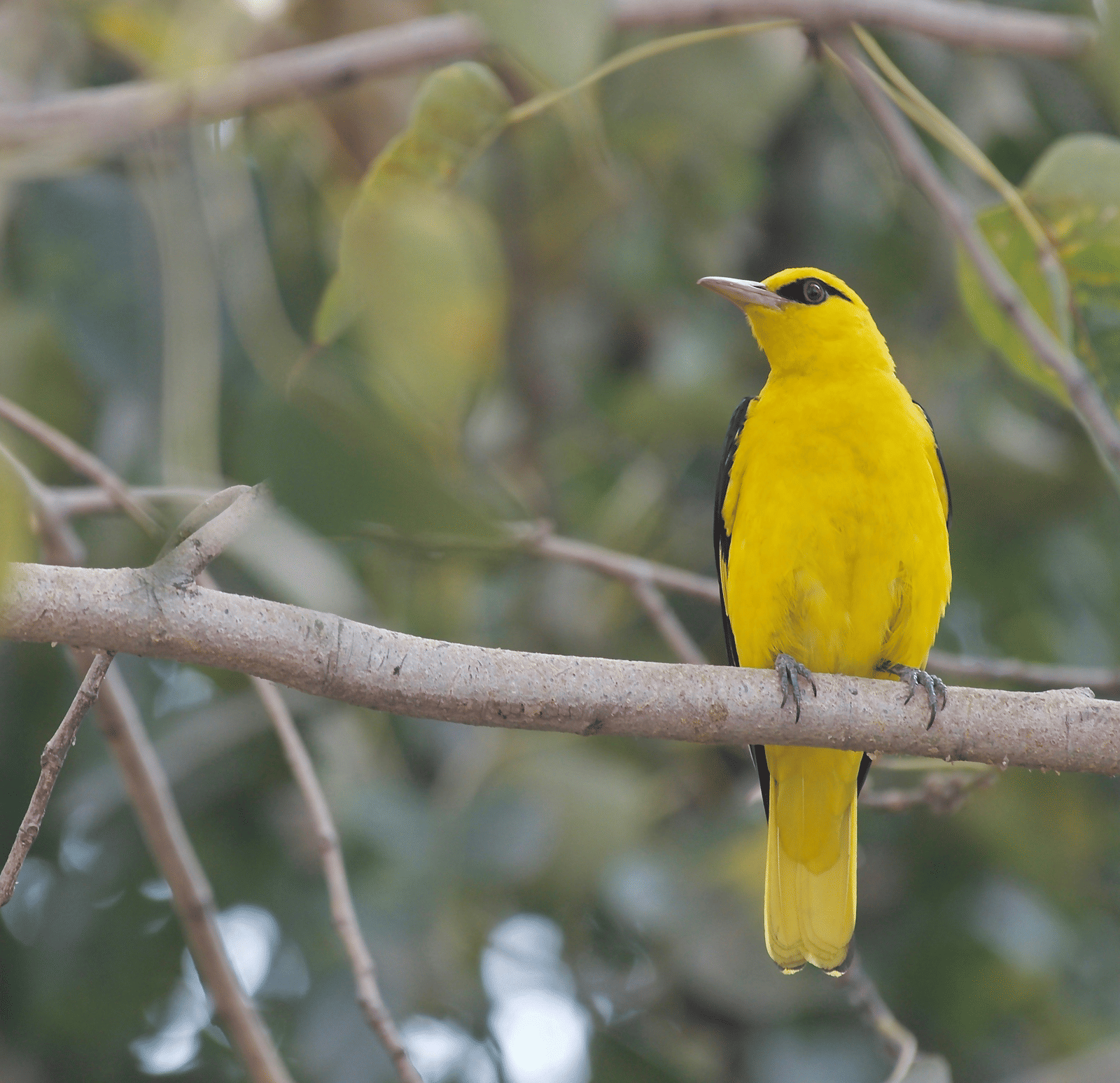 A small songbird perches alertly on a slender tree branch amongst soft-focus leaves.