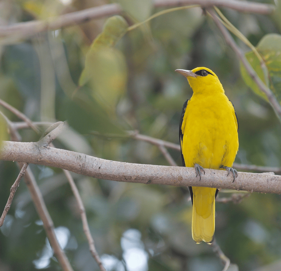 A small songbird perches alertly on a slender tree branch amongst soft-focus leaves.