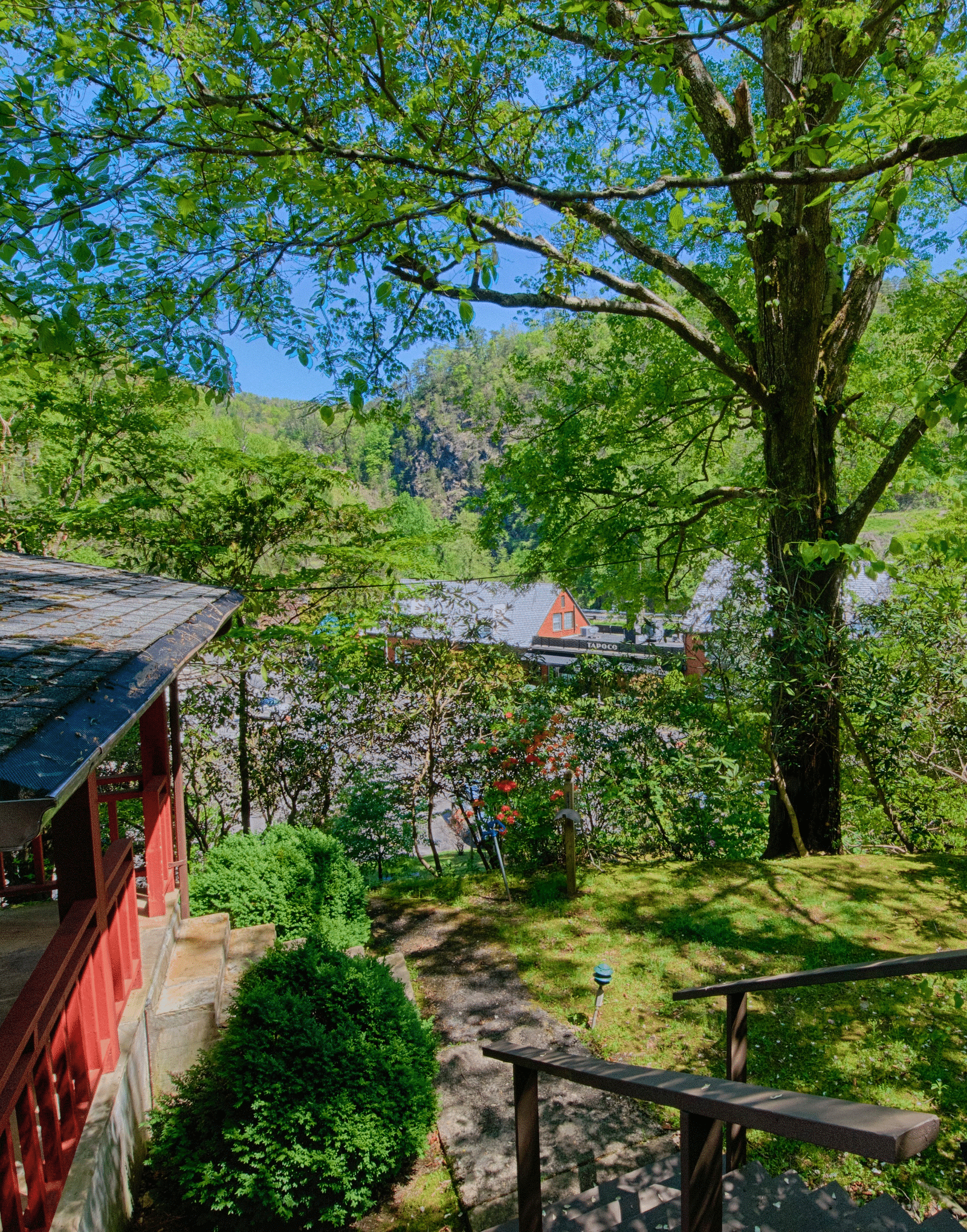 a huge tree amidst the forest greenery besides the wooden lodge - Historic Tapoco Lodge