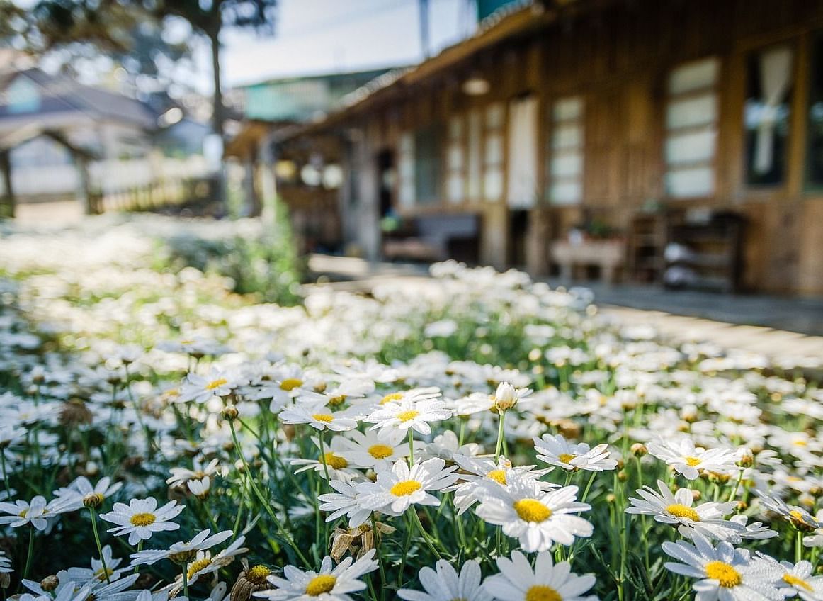  A picturesque view of wooden cabins with a pathway lined by blossoming flowers, creating a peaceful retreat atmosphere.