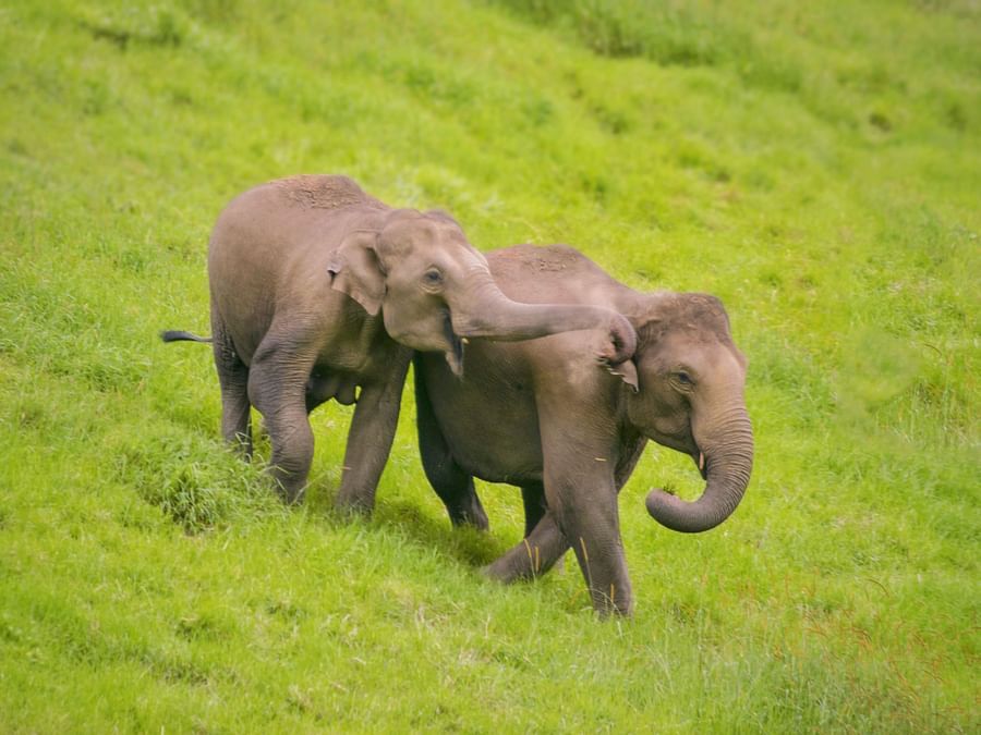 Elephants walking on green grass - Ibex River Resort, Pollachi