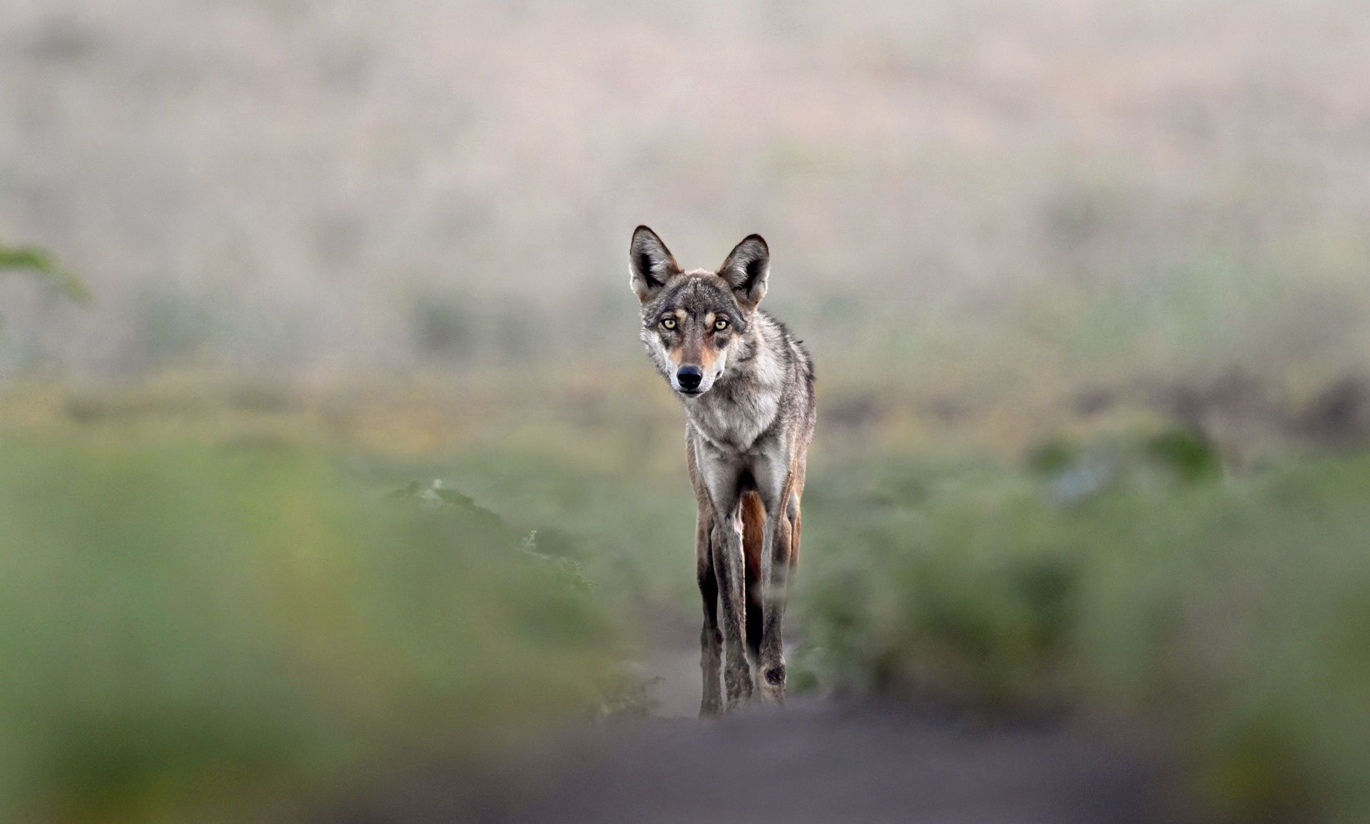 Lone Indian wolf stands alert in a grassy field.