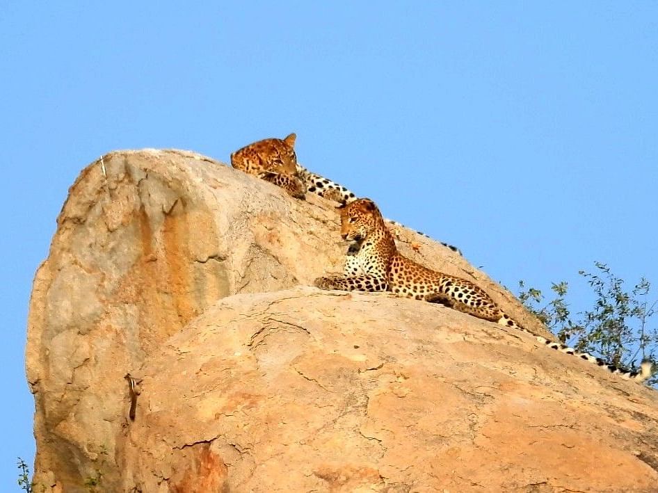 An image of two leopards laying on top of the rocks which is surrounded by plants