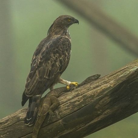 Hawk-eagle perched on a branch in a misty forest