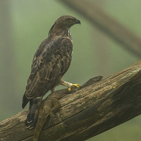 Kabini image3a
