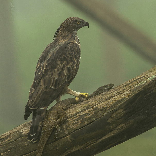 A Foggy Morning in Kabini | Evolve Back