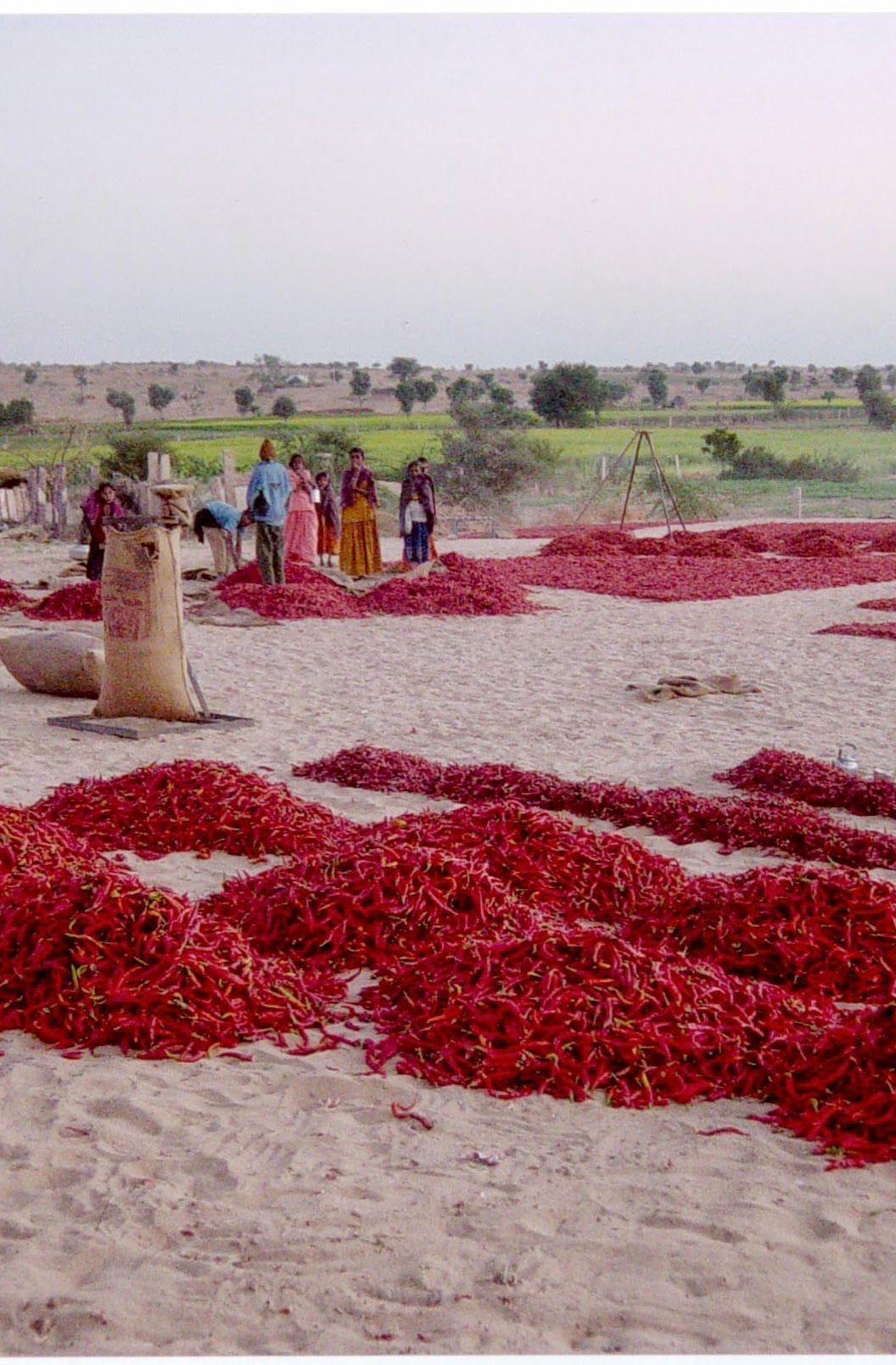 Red chillies being dried in the open desert