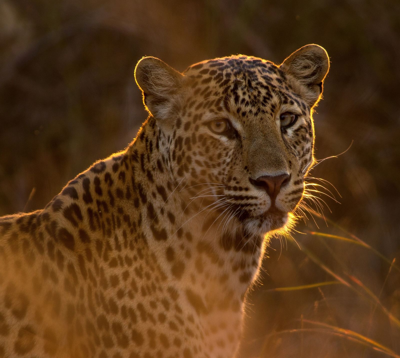 A medium shot of a leopard basking in warm sunlight