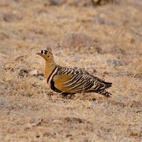 Painted Sandgrouse bird in dry grass.