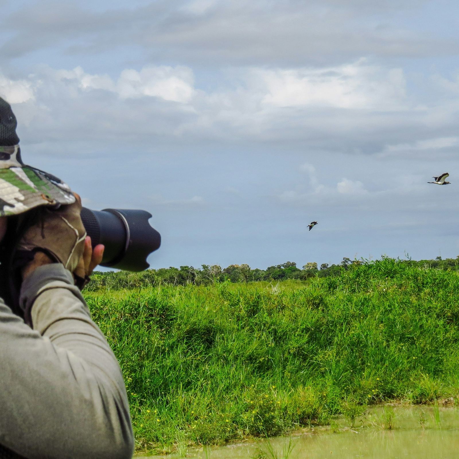 The image shows a person wearing a camouflage hat and gloves, photographing flying birds with a large camera lens in a grassy field.