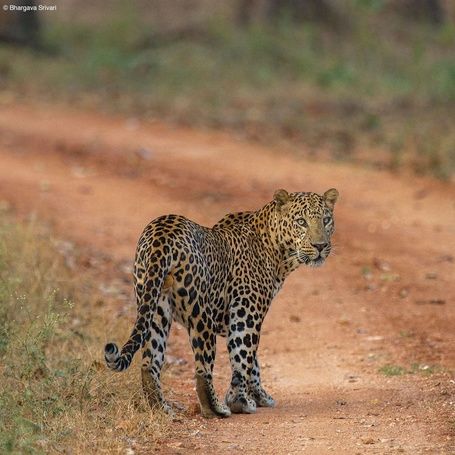 Leopard on a dirt road in the Kabini forest.