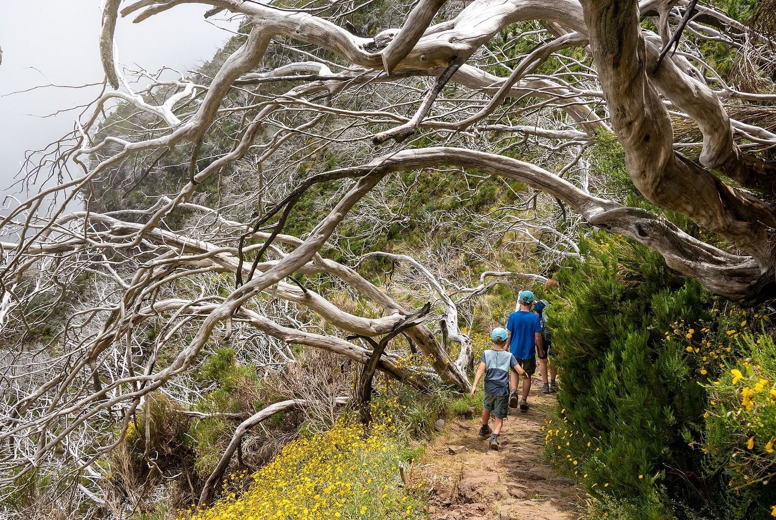 People trekking amidst green trails