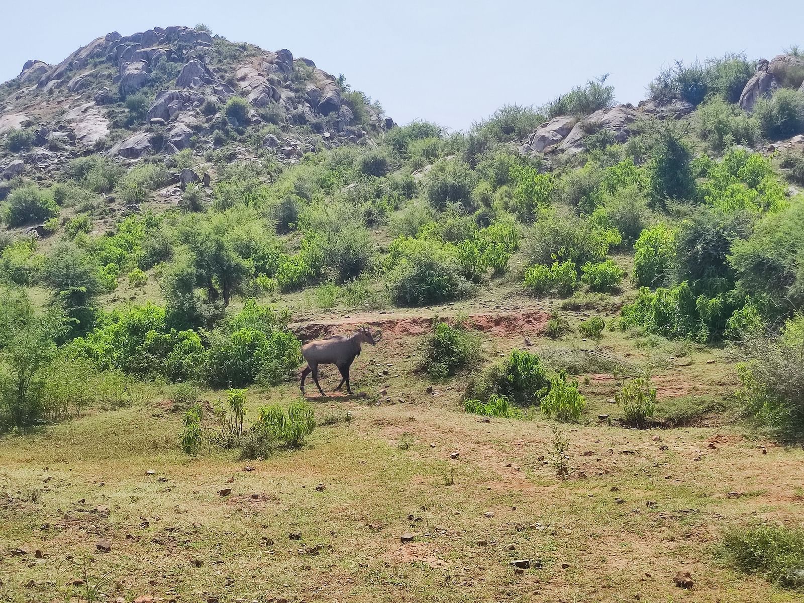 An image of rocky region with trees and bushes in the day time
