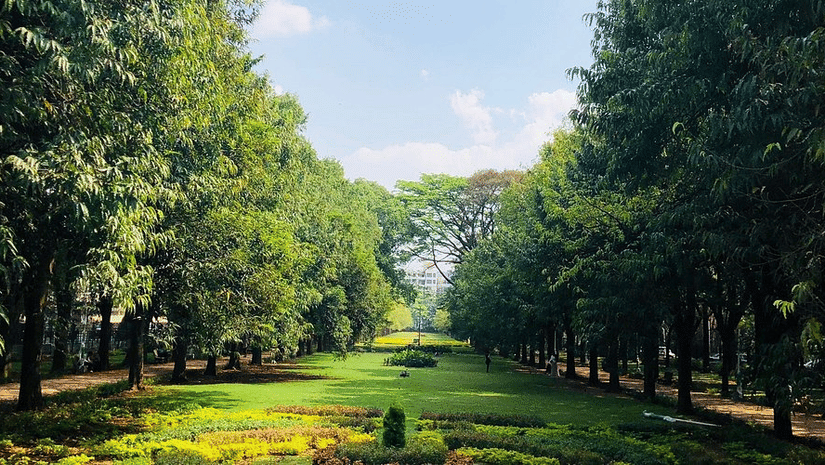 Dense green trees line a peaceful open lawn with decorative hedge borders running through the centre of Cubbon Park under a soft blue sky.