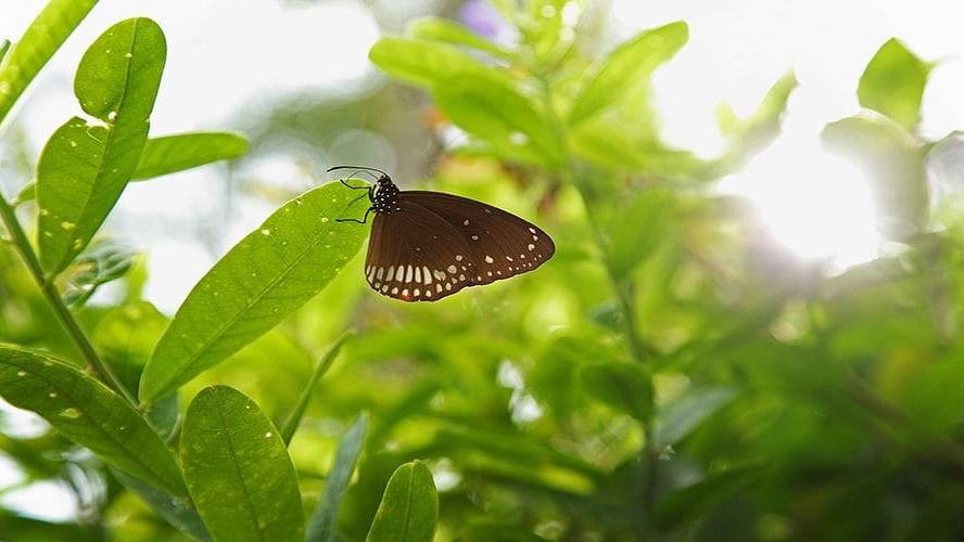 abad-turtle-resort-beautiful-greenery-butterfly