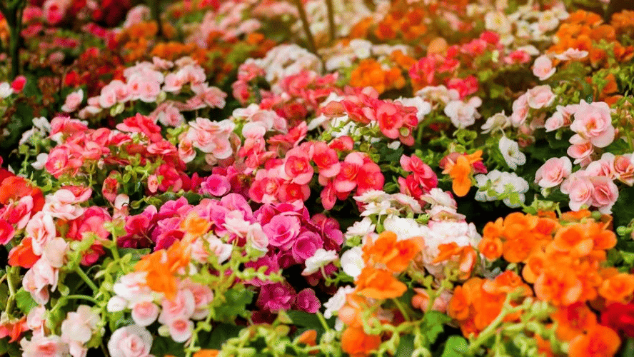 Flower Exhibition