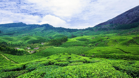 Lush green hills covered with tea plantations under a cloudy sky, showcasing a scenic landscape surrounded by rolling mountains.
