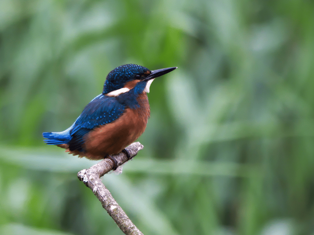 A close-up shot of a Kingfisher bird perched on a tree's branch with lush green tree foliage in the background.