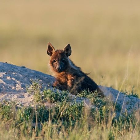 Brown hyena cub resting on a mound in a sunlit field.