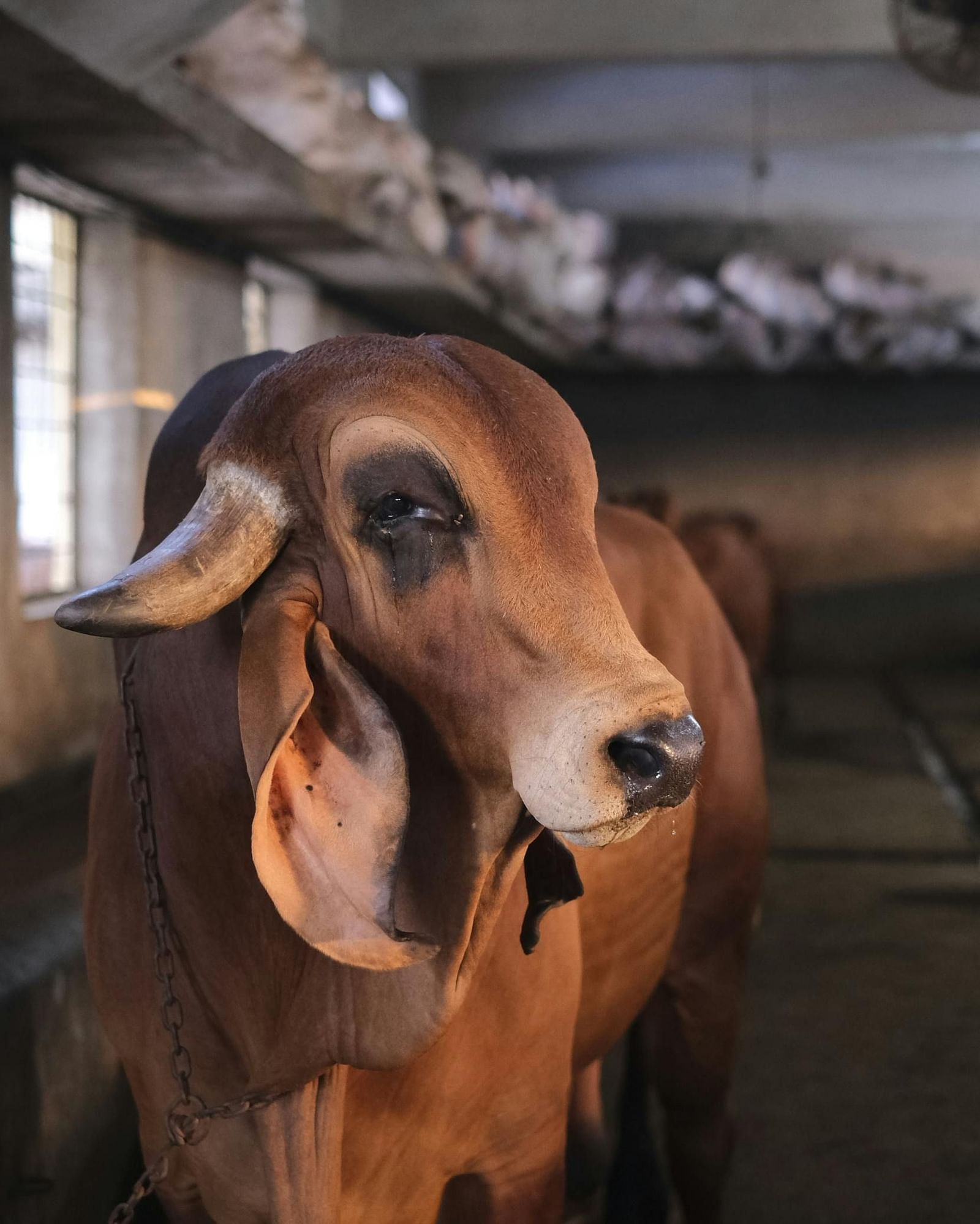 A brown cow with large horns stands in a dimly lit enclosure with other cattle.