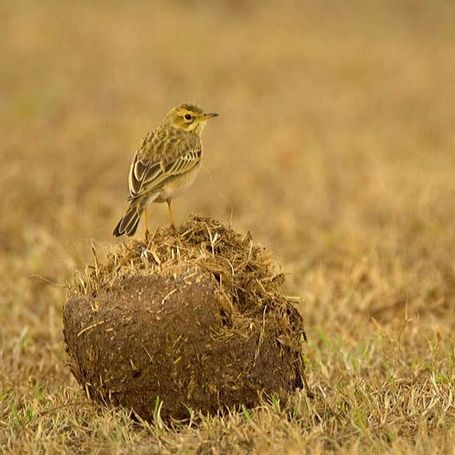Pipit bird on elephant dung in a grassy field.