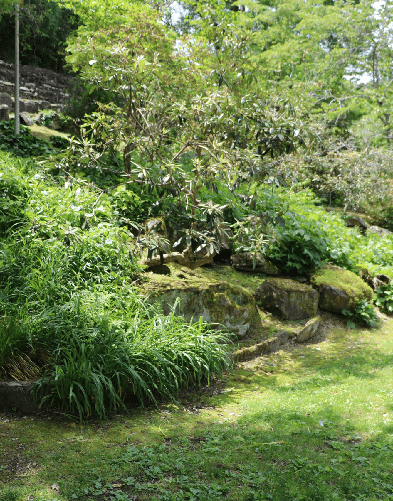the lawn area of the Riverside Lawn with lush green bushes covering the slopes - Historic Tapoco Lodge