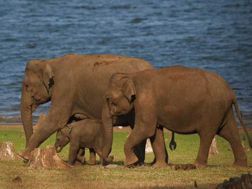 Elephant Herd near Serai Kabini at Balle Elephant Camp 