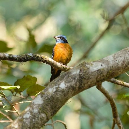 Blue-capped Rock Thrush on a branch with green foliage.