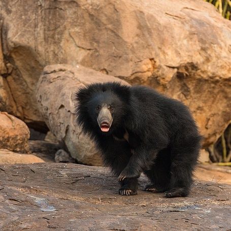 Hampi wildlife 1