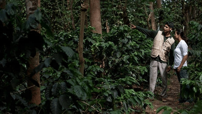 A guest exploring a coffee plantation with a naturalist at The Serai Chikmagalur, surrounded by lush greenery.