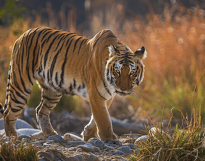 Picture of a Tiger walking through a path with high grass.