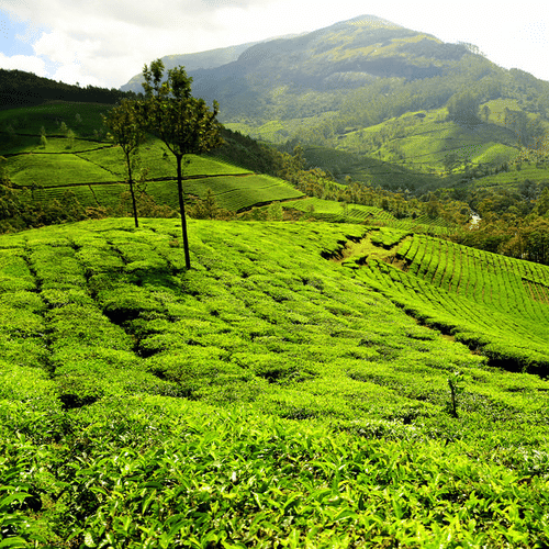 Central Hotels  Tea Excurison Central Hotels Darjeeling