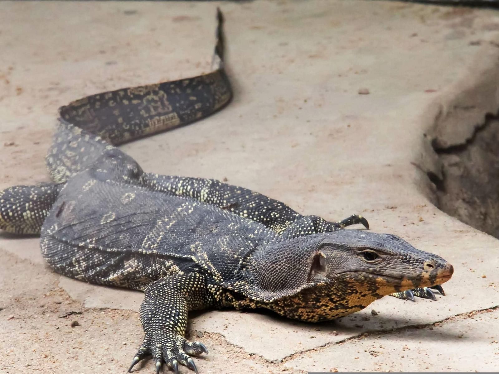 An overview of a monitor lizard walking on a stone pavement.
