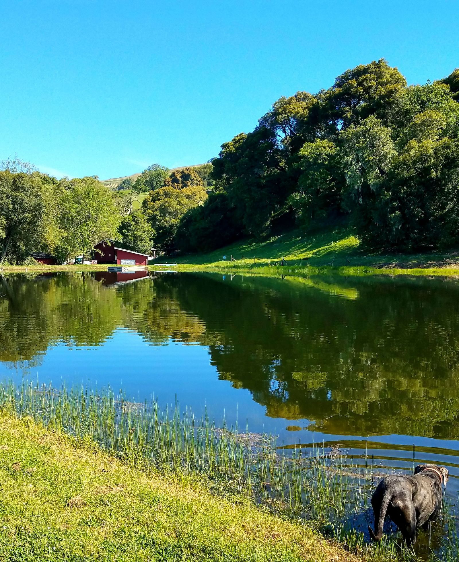 A dog playing in a pond surrounded by lush greenery - Brewery Gulch Inn & Spa