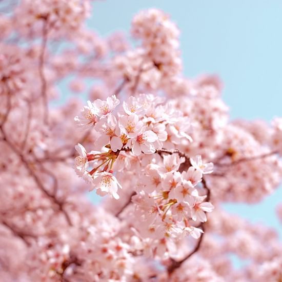 cherry blossoms blooming