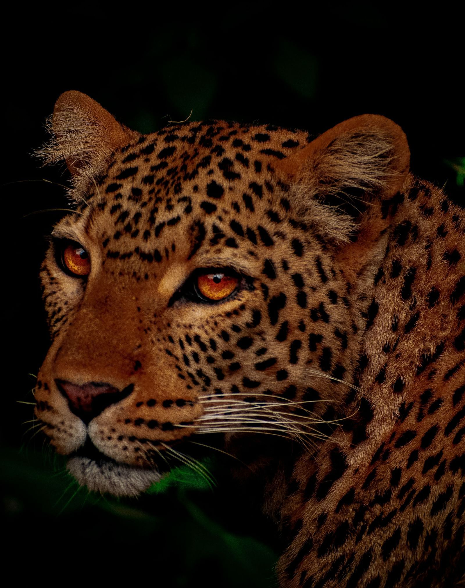 An image of a leopard in a lush green setting