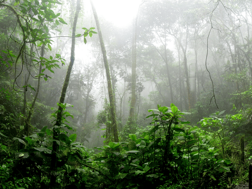 Rainy forest area with dense trees, green plants, and mist visible among the foliage.