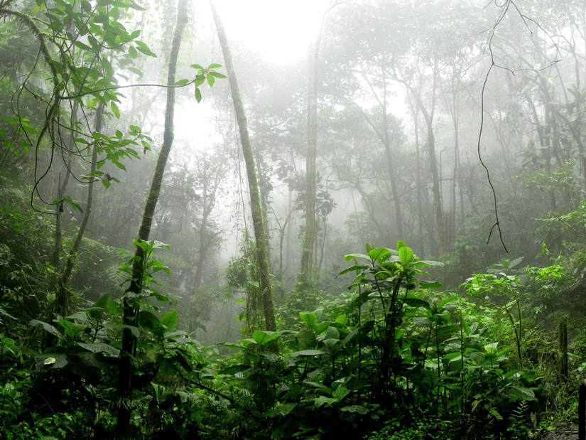 Rainy forest area with dense trees, green plants, and mist visible among the foliage.
