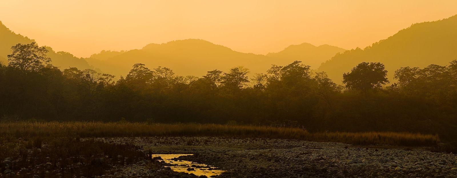 a view of a forest with a fog turned yellow by sunlight - The Jamoon, Corbett