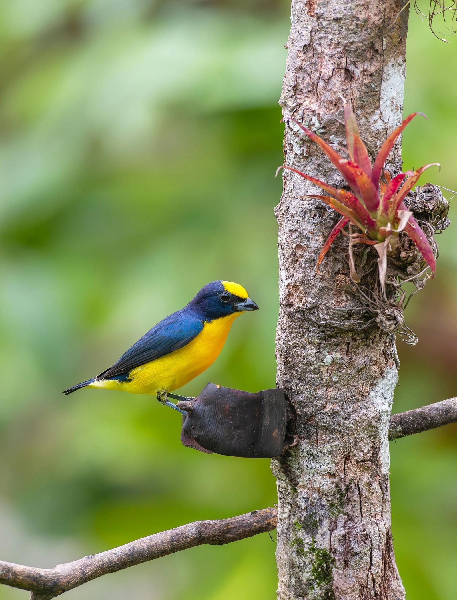 A bird perched on a broken branch with the background blurred.