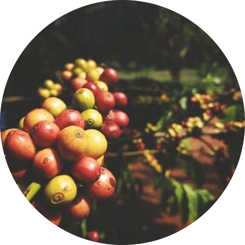 Coffee berries on a branch.