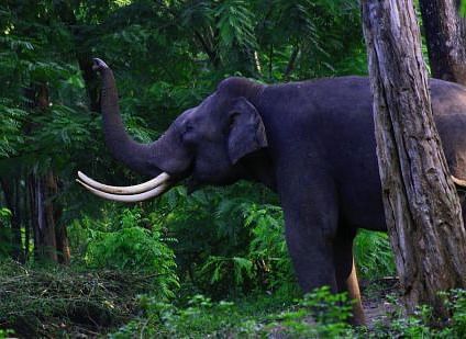 Large grey elephant with tusks standing amongst trees in a natural setting - BluSalzz Collection - Tranquil Resort, Wayanad