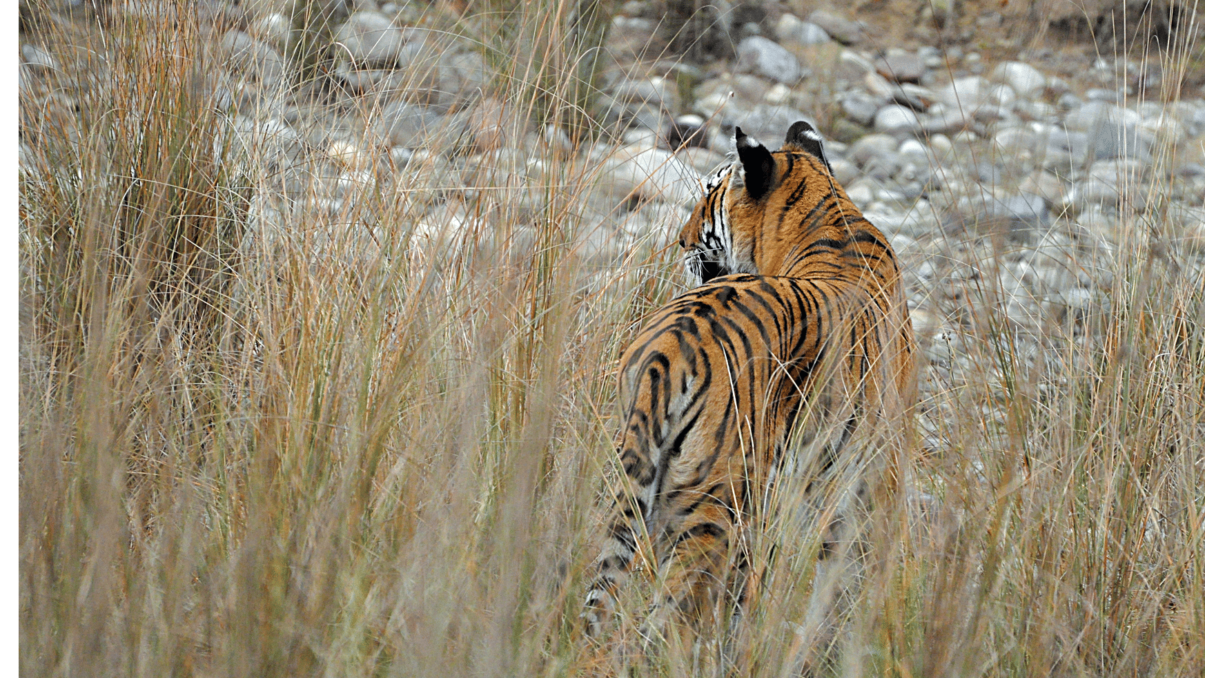 Jungle Safari at jim corbett- The Golden Tusk