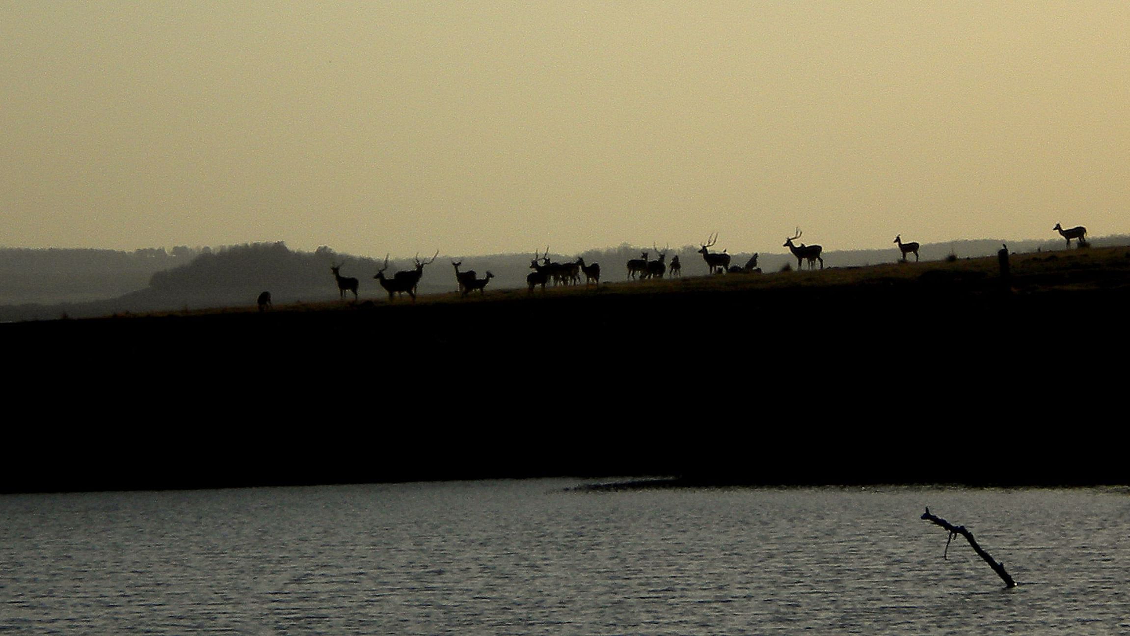A landscape of deers walking in a line | The Riverwood Forest Retreat, Pench
