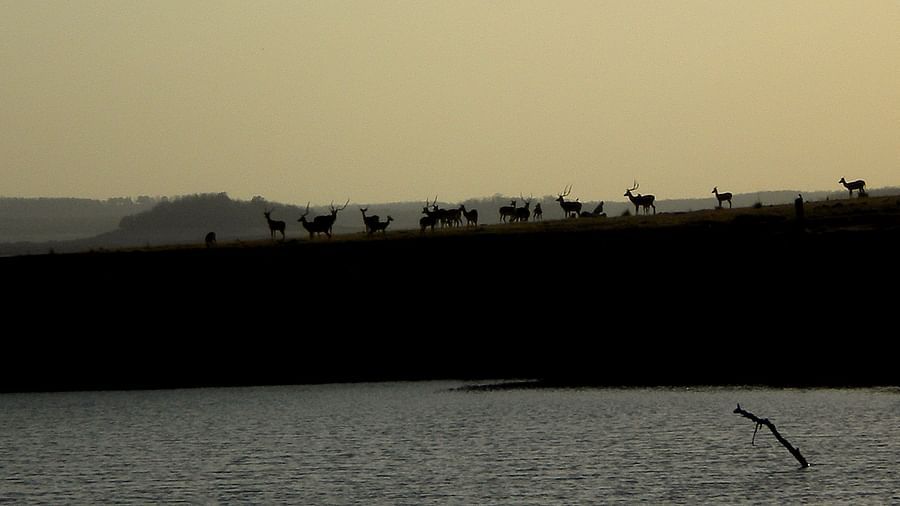 A landscape of deers walking in a line | The Riverwood Forest Retreat, Pench