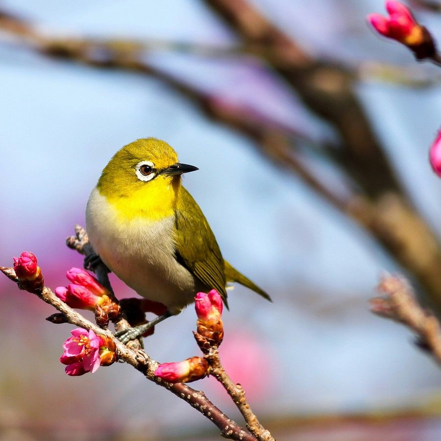 alt-text A vividly colored small bird perched on a branch with pink blossoms, detailed feathers visible and a soft, blurred background accentuating its vibrant yellow and green plumage.