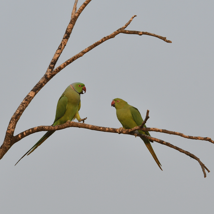 Two parrots  perched on a thin, leafless branch against the cloud in the background.