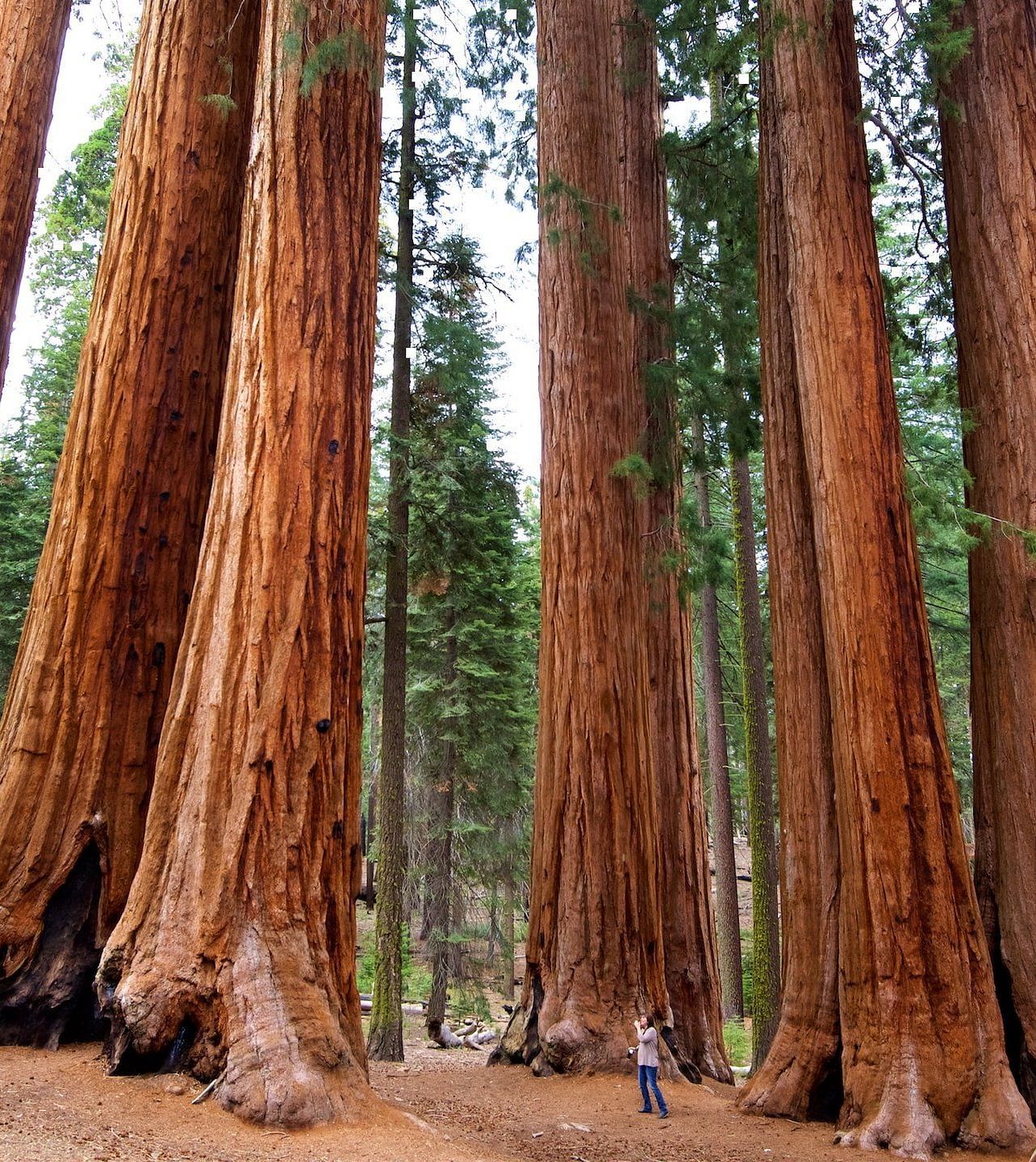 A wide view of large Sequoia trees in a forest.